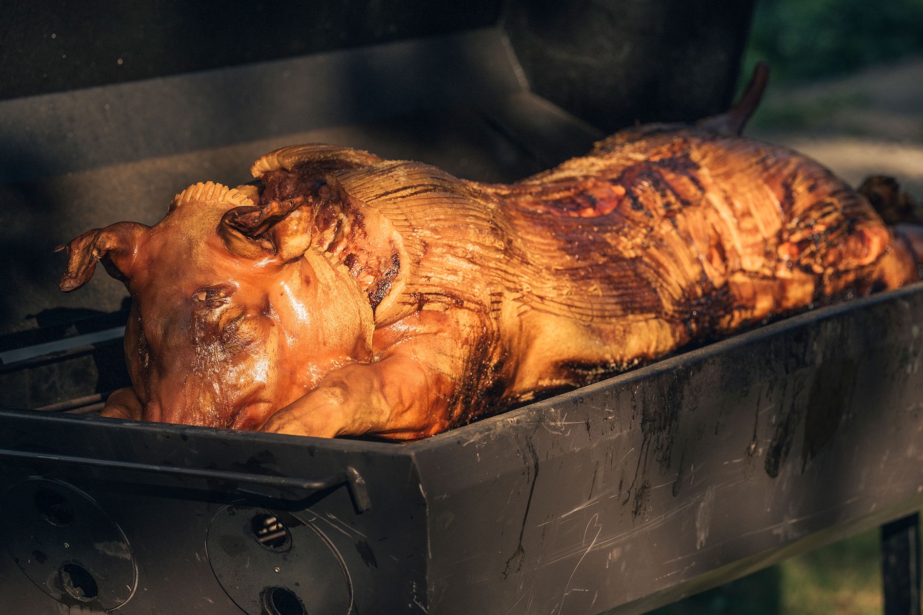 Helstegt pattegris på grillen i aftensol